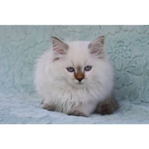 Conclusion-For-Best-Ragdoll-Rescues-in-the-UK
