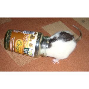 Conclusion-For-Can-Rats-Have-Peanut-Butter