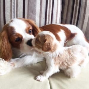 Conclusion-For-Cavalier-King-Charles-Puppies-in-Washington-State-Top-Breeder