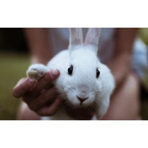 Do Rabbits Have Claws? (2024)