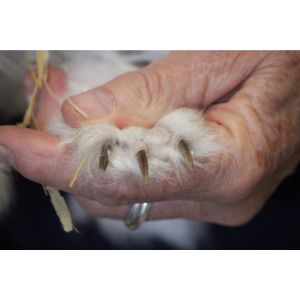 Do Rabbits Have Claws? (2024)