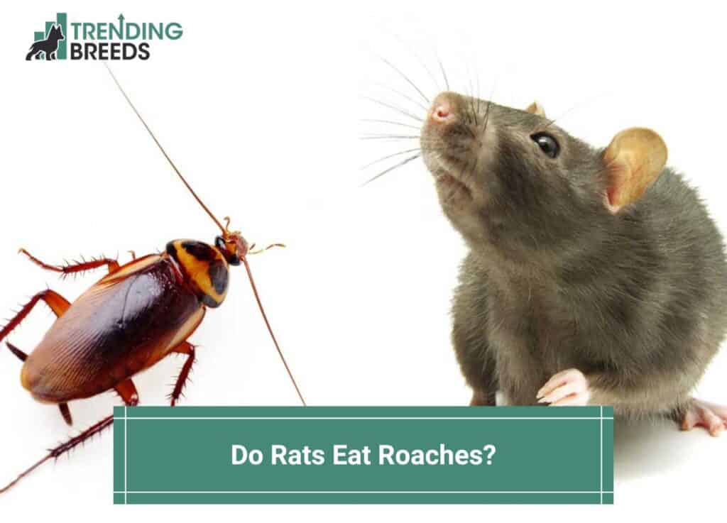 Do-Rats-Eat-Roaches-template