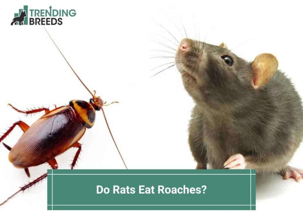 Do Rats Eat Roaches? You’ll Be Surprised! (2023)
