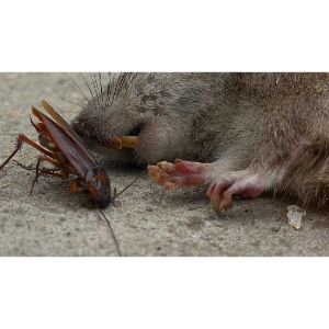 Do-Rats-Eat-Roaches