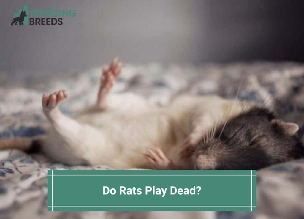 Do-Rats-Play-Dead-template