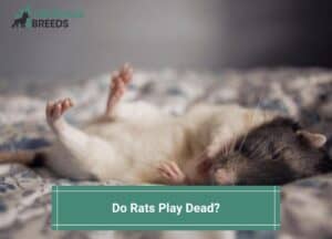 Do-Rats-Play-Dead-template