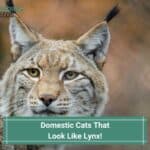 13 Domestic Cats That Look Like Lynx! (2023)