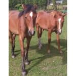 10 Best Horse Rescues in British Columbia (BC)! (2024)