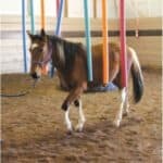10 Best Horse Rescues in British Columbia (BC)! (2024)