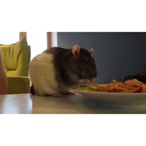 Health-Risks-of-Feeding-Rats-Cat-Food