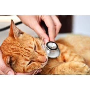 Home-Remedies-for-Vomiting-Cat