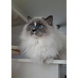 How-Do-I-Get-a-Rescue-Ragdoll-In-the-UK