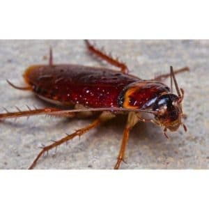 How-Fast-Do-Cockroaches-Reproduce