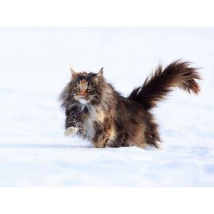 How-To-Choose-Maine-Coon-Rescues-in-the-UK
