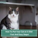 How To Put Your Cat on A Diet - Fast And Easy Steps! (2023)
