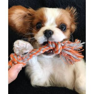 How-to-Choose-Cavalier-King-Charles-Breeders-in-Washington-State