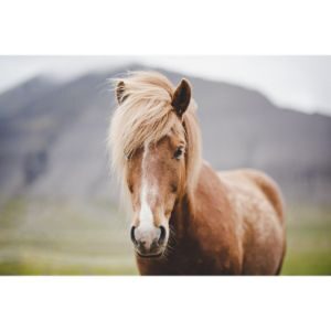 How-to-Choose-Horse-Rescues-in-Alberta