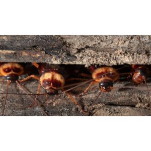 How-to-Get-Rid-of-Cockroaches
