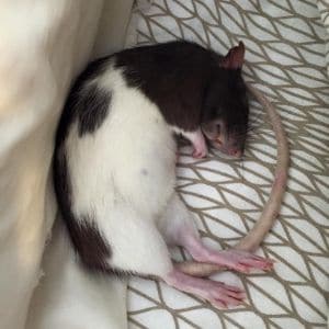 How-to-Tell-if-a-Rat-is-Playing-Dead-or-Asleep