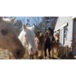 10 Best Horse Rescues in British Columbia (BC)! (2024)
