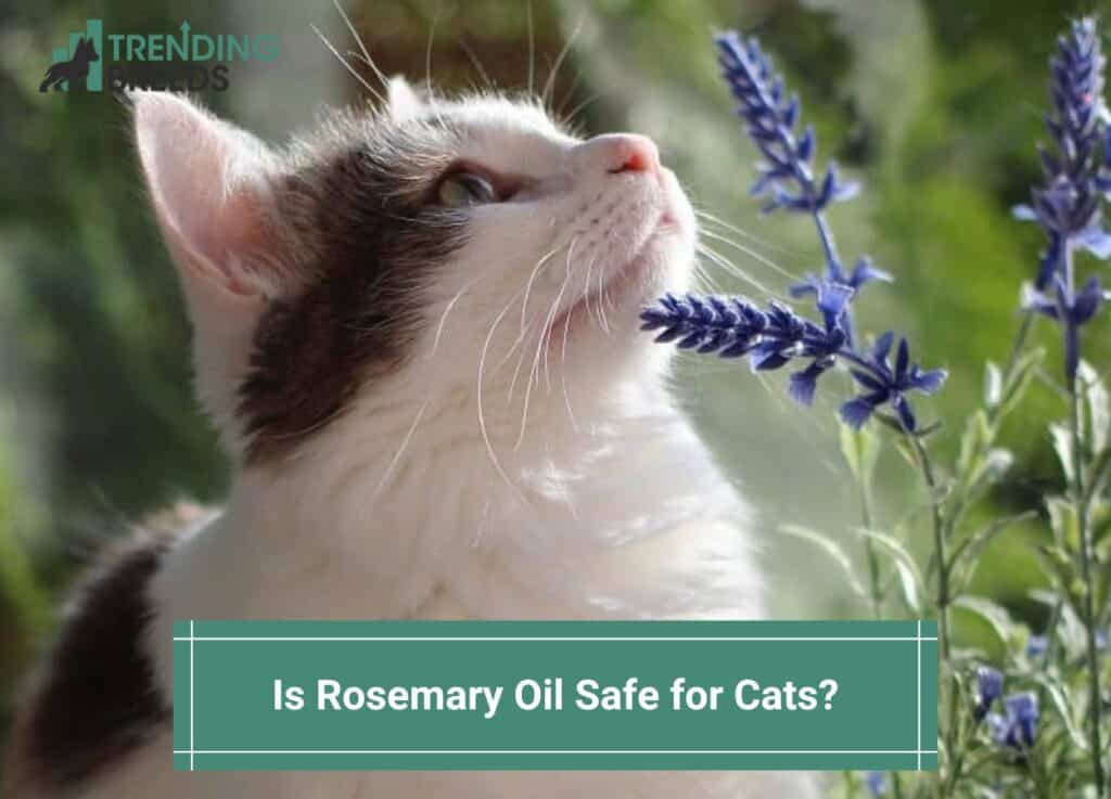 Is-Rosemary-Oil-Safe-for-Cats-template