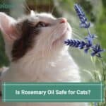 Is Rosemary Oil Safe for Cats? (2023)