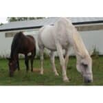 10 Best Horse Rescues in British Columbia (BC)! (2023)