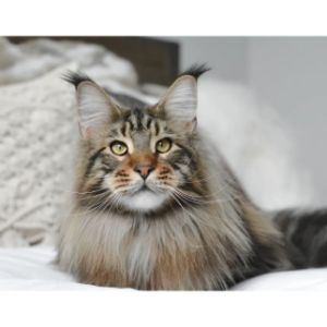 Lilicoon-Maine-Coon