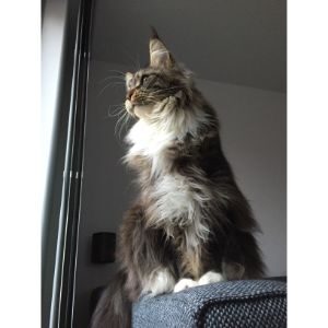 Maine-Coon-Breed-Society