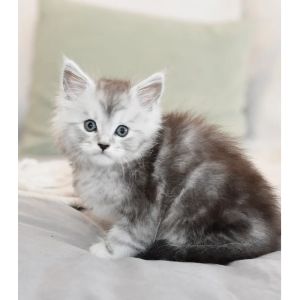 Miss-Maine-Coon