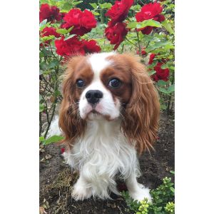 More-Information-About-Cavalier-King-Charles-Puppies-in-Washington-State
