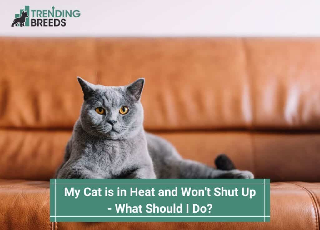 My-Cat-is-in-Heat-and-Wont-Shut-Up-What-Should-I-Do-template