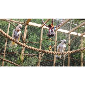 Parrot-Rescue-Centre