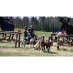 10 Best Horse Rescues in British Columbia (BC)! (2023)
