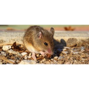 Risks-of-Feeding-Rats-Cockroaches