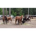 10 Best Horse Rescues in British Columbia (BC)! (2024)