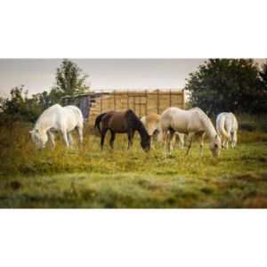 Secours-AHT-Rescue-Horse-Tale