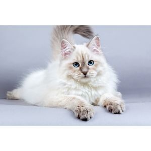 Siberian-Cat