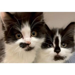 Sunny-Harbour-Cat-Kitten-Rescue