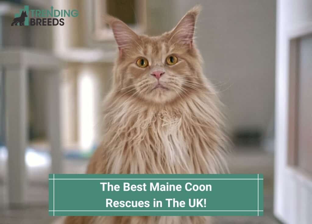 The-5-Best-Maine-Coon-Rescues-in-The-UK-template
