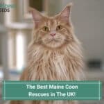 The 5 Best Maine Coon Rescues in The UK! (2023)