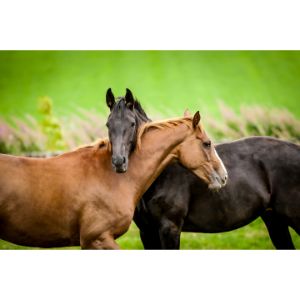 Voices-For-Horses-Rescue-Network