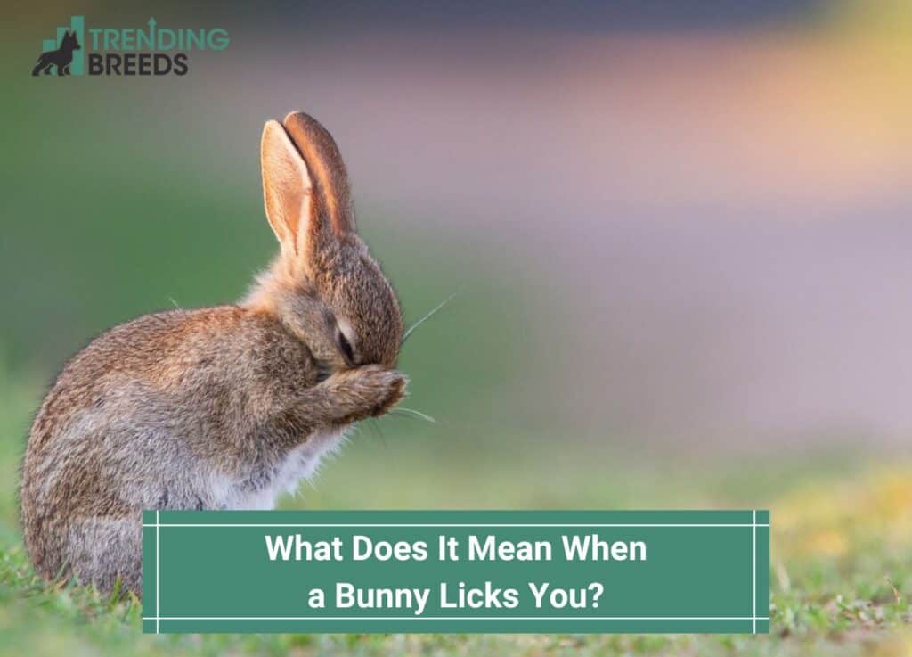 What-Does-It-Mean-When-a-Bunny-Licks-You-template