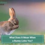 What Does It Mean When a Bunny Licks You? And Why They Do It! (2023)