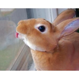 What-Does-It-Mean-When-a-Bunny-Licks-You