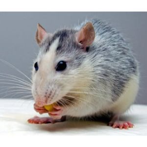 What-Other-Foods-Can-Rats-Not-Resist