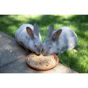 What-Seeds-Can-Rabbits-Eat