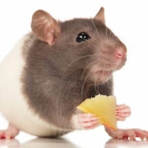 What-Should-the-Ideal-Rat-Diet-Be-Composed-Of