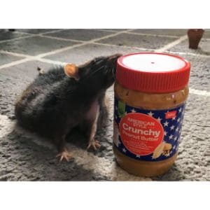 What-to-Consider-When-Feeding-Rats-Peanut-Butter