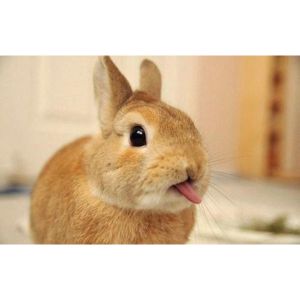 Why-Does-My-Bunny-Lick-Me-Then-Bite